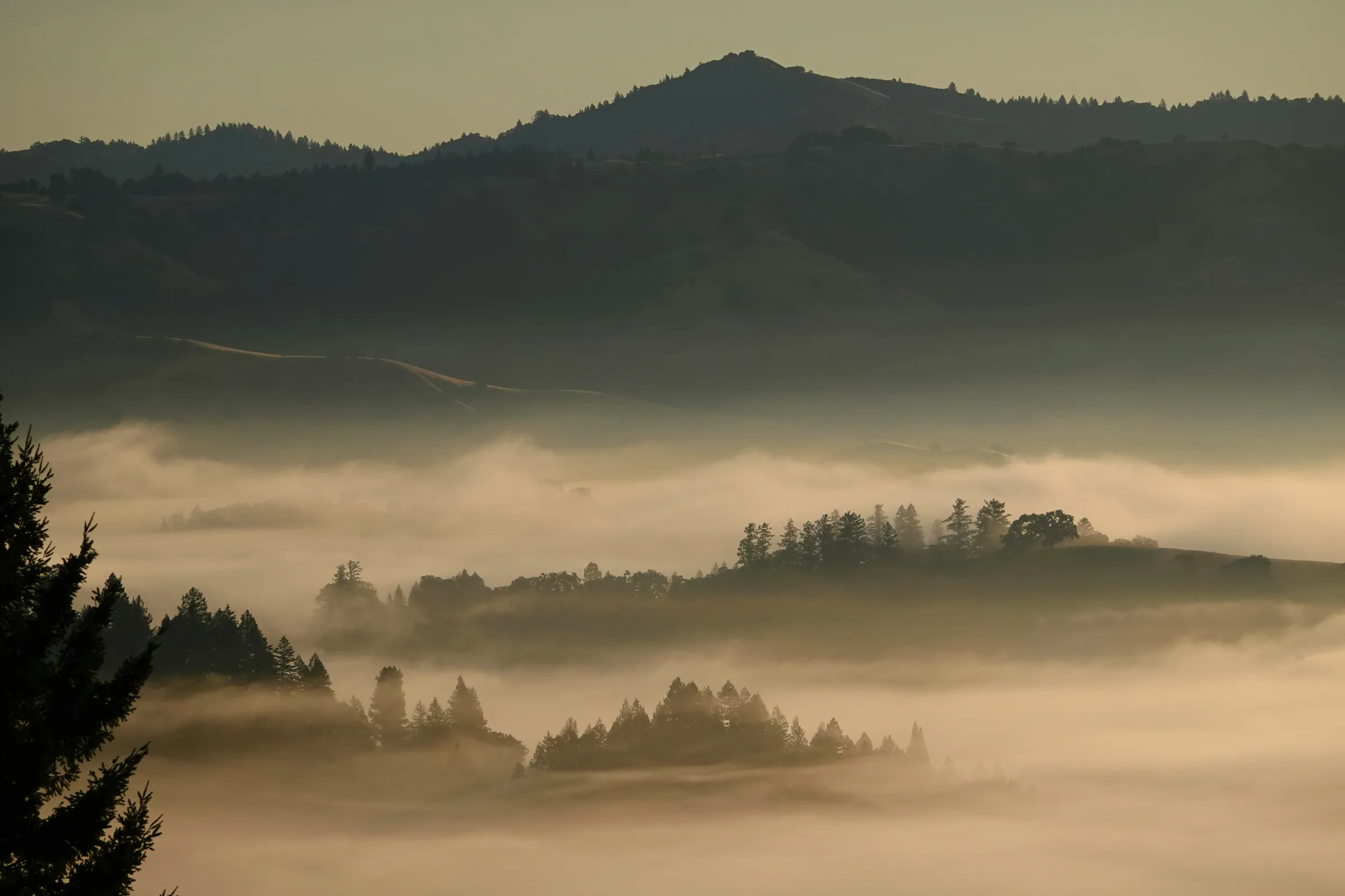 Fog settling over wooded hills in Sonoma County