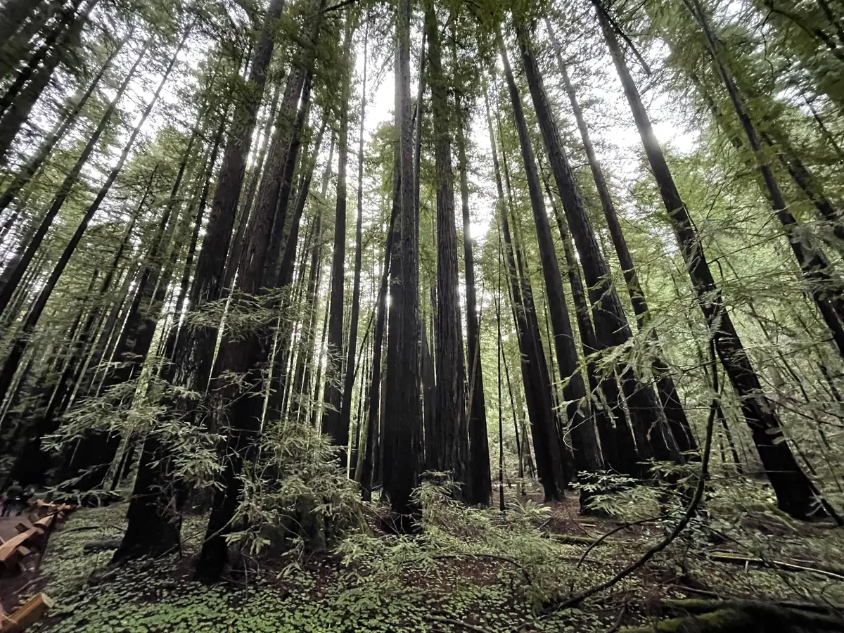 Redwoods at Armstrong Redwoods State Natural Reserve near Guerneville