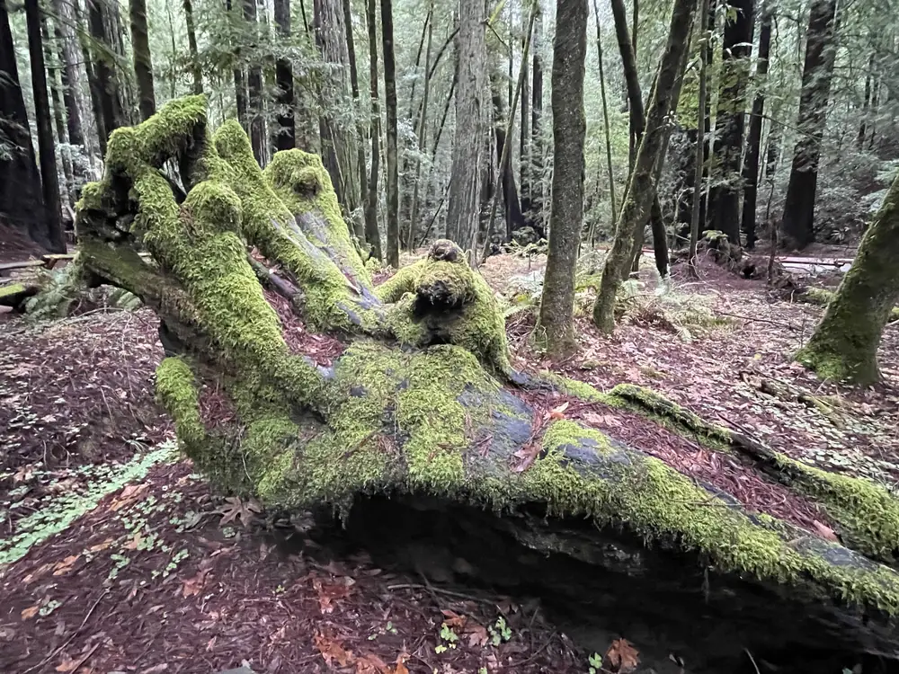 Redwoods at Armstrong Redwoods State Natural Reserve near Guerneville